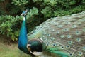 Peacock-King of BirdsÃ¯Â¼Ë3Ã¯Â¼â° Royalty Free Stock Photo